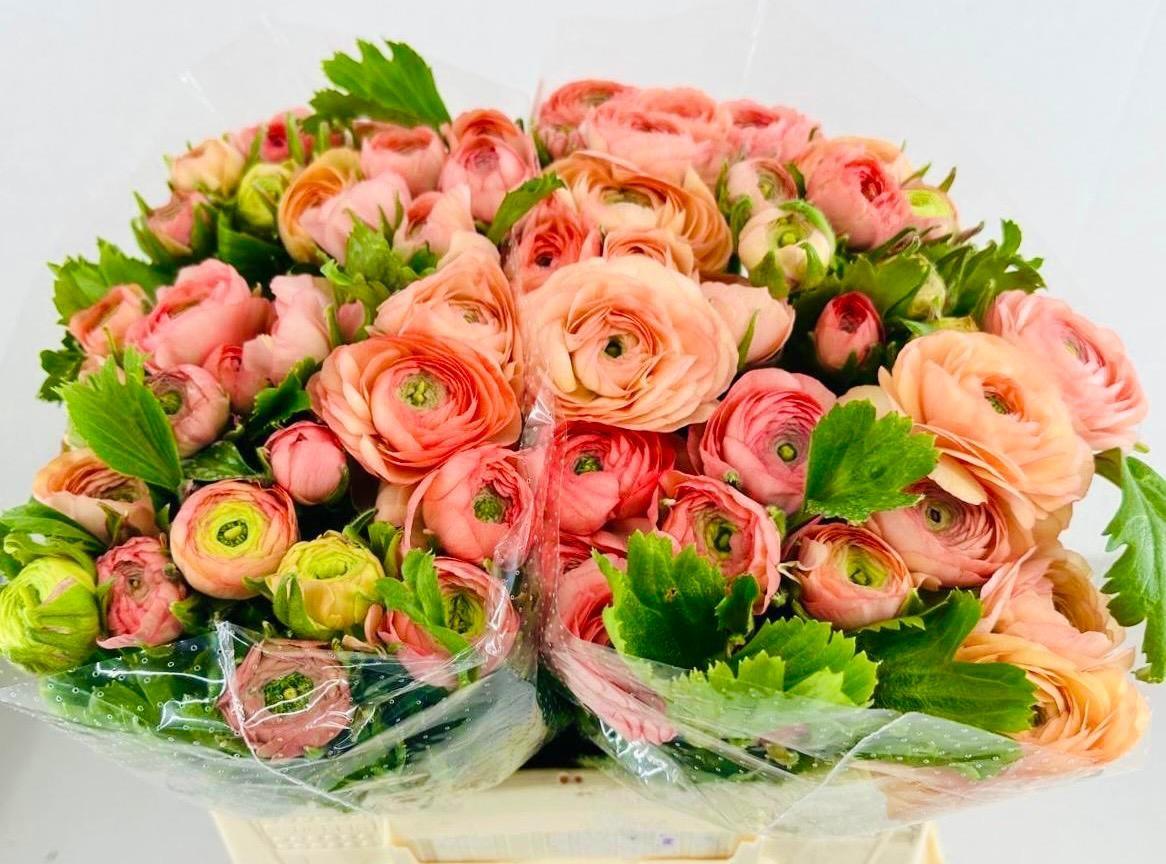 Срезанные цветы оптом Ranunculus elegance salmon от 60шт из Голландии с доставкой по России