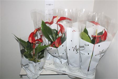 Горшечные цветы и растения оптом Anthu An Gem 4 Kl 4+ * Spring Deal * от 8шт из Голландии с доставкой по России