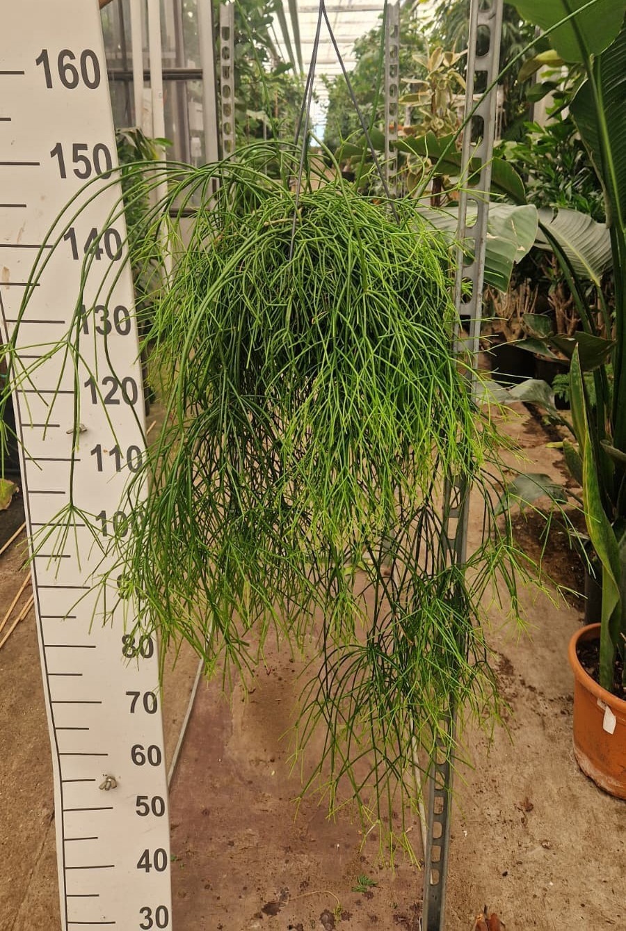 Горшечные цветы и растения оптом Rhipsalis Baccifera Oasis Hang от 2шт из Голландии с доставкой по России