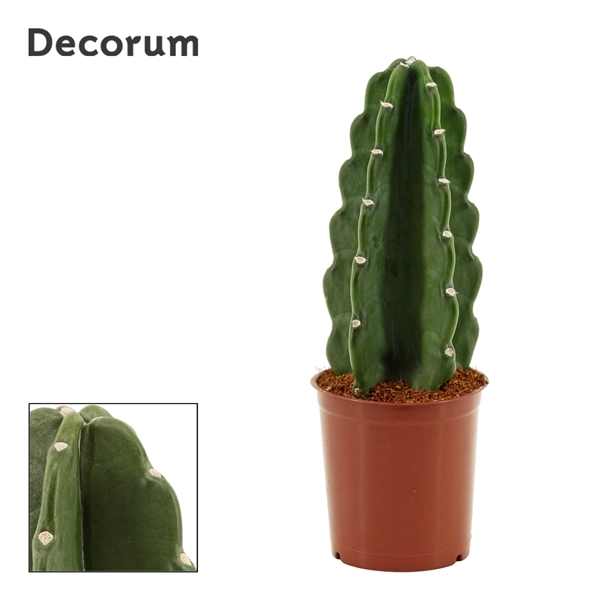 Горшечные цветы и растения оптом Cuddly Cactus (cereus Jamacaru) (decorum) от 10шт из Голландии с доставкой по России