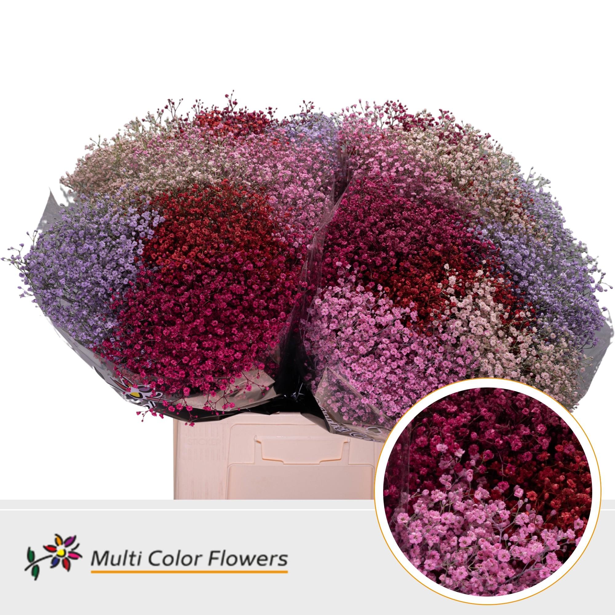 Срезанные цветы оптом Gyps fine paint mix love от 100шт из Голландии с доставкой по России