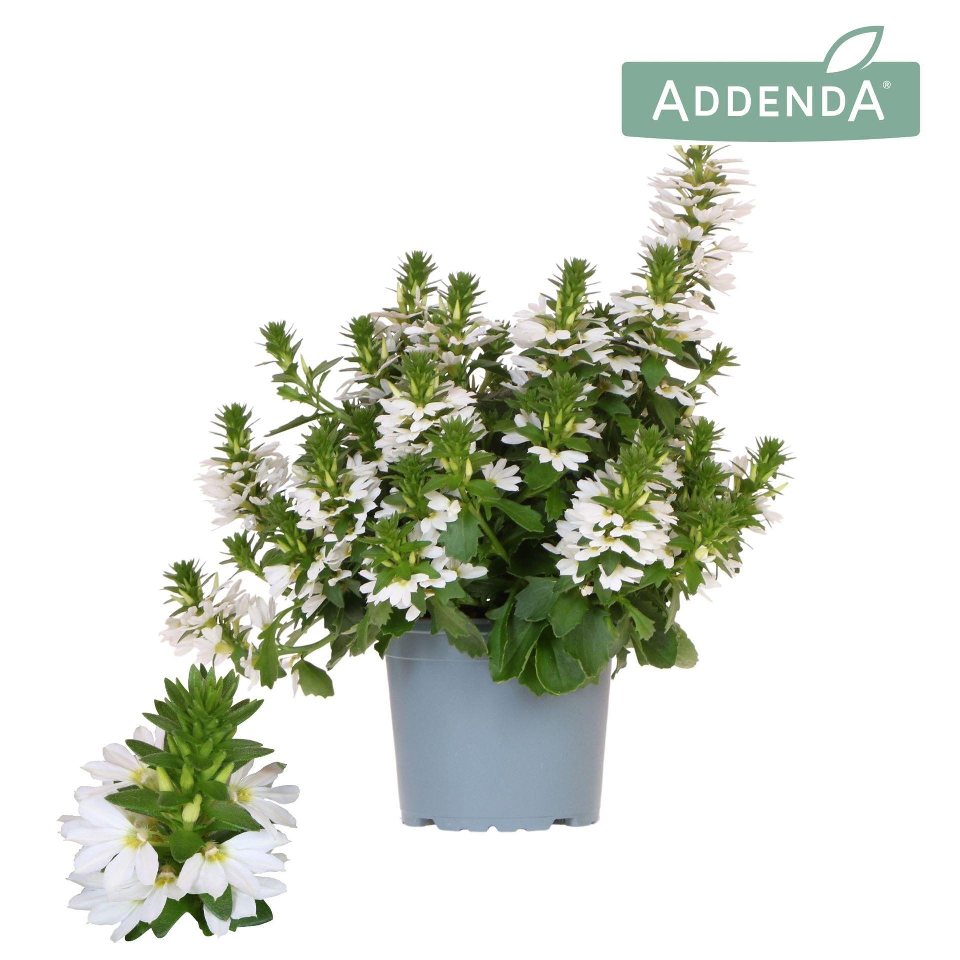 Горшечные цветы и растения оптом Scaevola Aemula   ... от 8шт из Голландии с доставкой по России