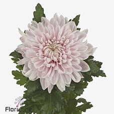 Срезанные цветы оптом Chrys bl honeymoon от 60шт из Голландии с доставкой по России