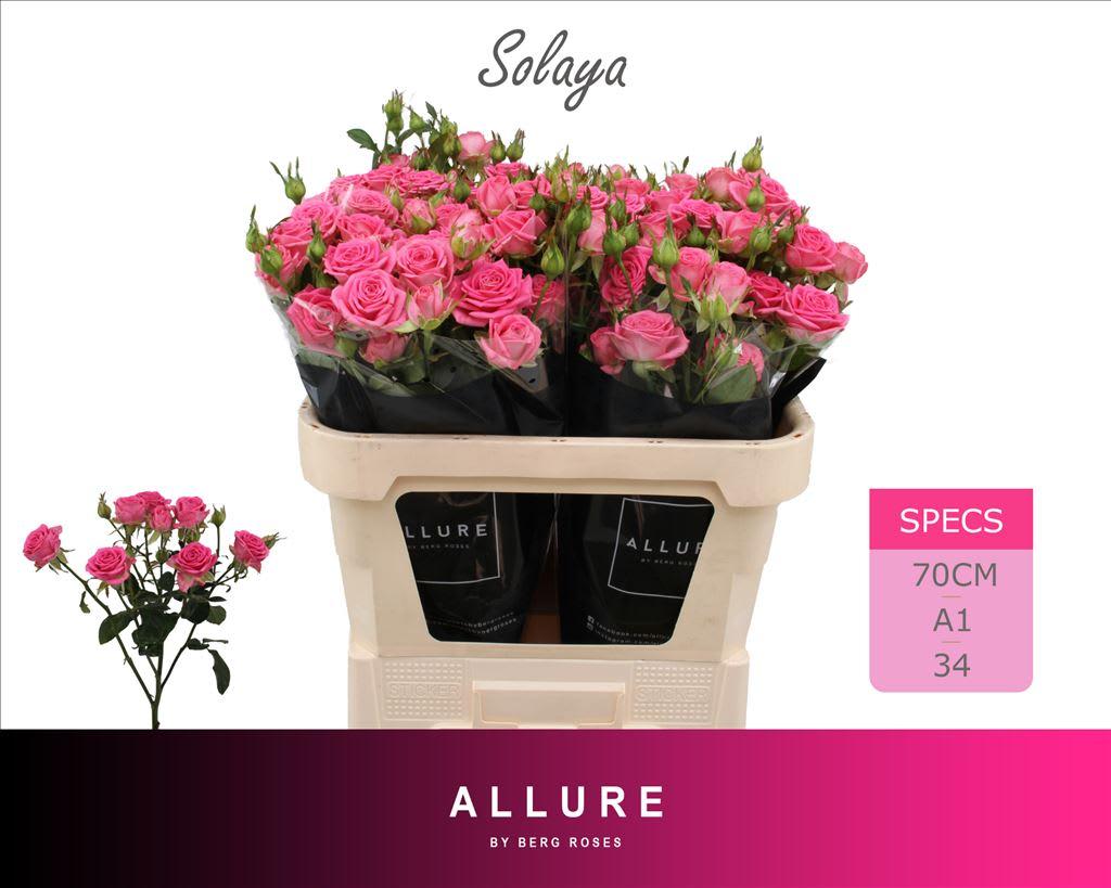 Срезанные цветы оптом Rosa spray solaya от 25шт из Голландии с доставкой по России