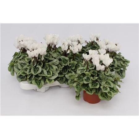 Горшечные цветы и растения оптом Cyclamen Kl Picasso Wit от 8шт (для телеги) из Голландии с доставкой по России