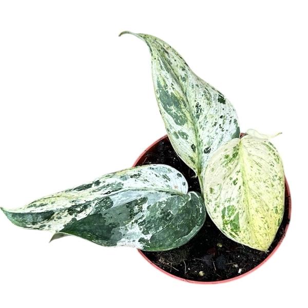 Горшечные цветы и растения оптом Scindapsus Jade Satin Marble от 1шт из Голландии с доставкой по России