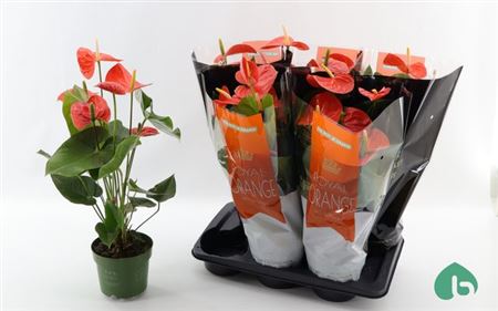 Горшечные цветы и растения оптом Anthu An Nebraska 5+ от 6шт из Голландии с доставкой по России