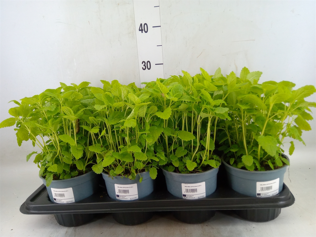 Горшечные цветы и растения оптом Melissa Officinalis от 8шт (для телеги) из Голландии с доставкой по России