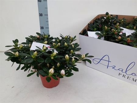 Горшечные цветы и растения оптом Rhodo Si Gem 5 Srt от 7шт из Голландии с доставкой по России