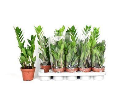 Горшечные цветы и растения оптом Zamioculcas 2+ от 10шт из Голландии с доставкой по России