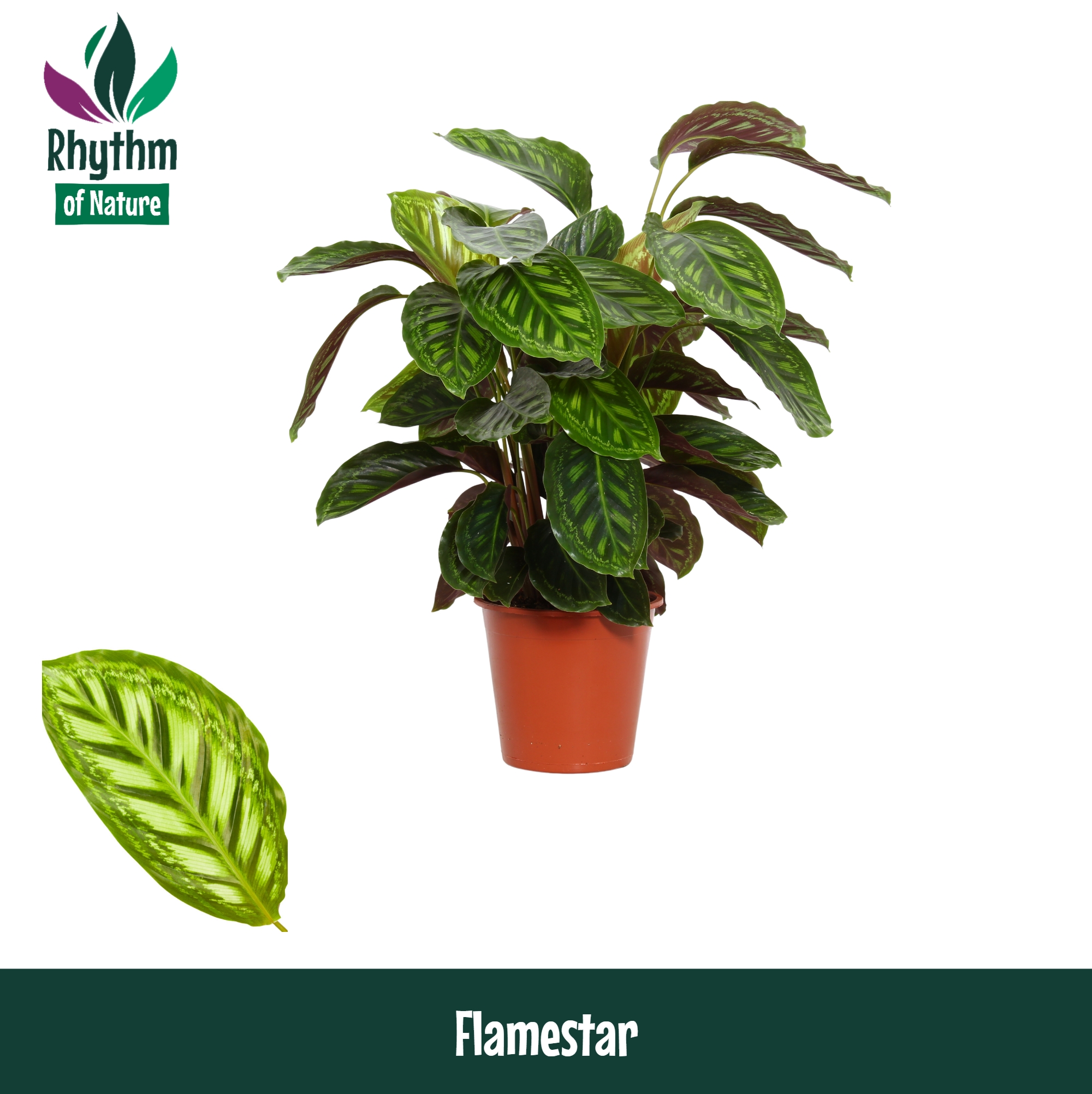 Горшечные цветы и растения оптом Calathea Flamestar Rhythm Of Nature от 1шт из Голландии с доставкой по России