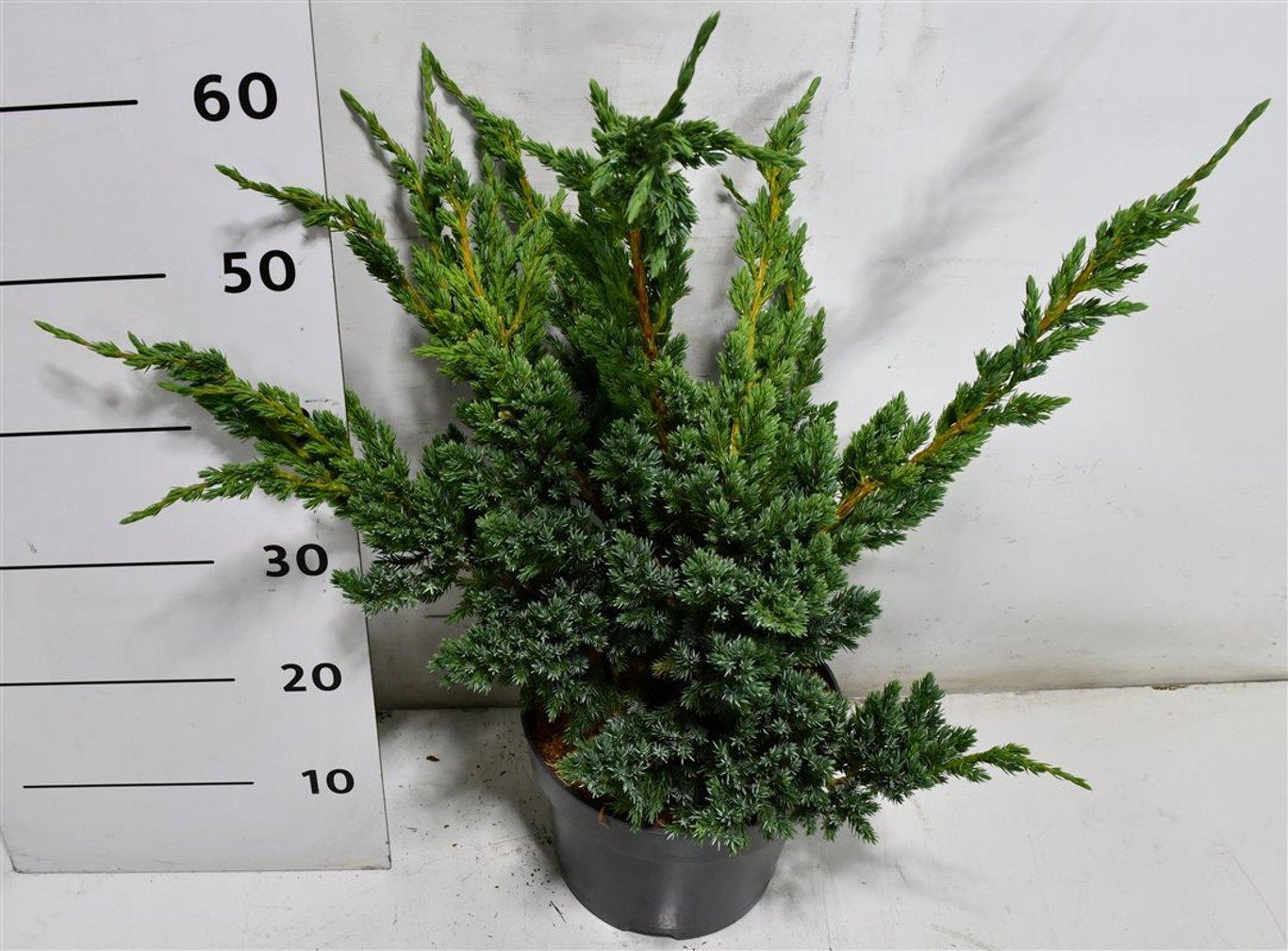 Горшечные цветы и растения оптом Juniperus Squamata meyeri от 1шт из Голландии с доставкой по России