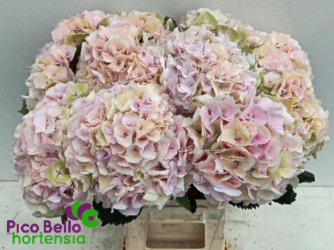 Срезанные цветы оптом Hydrangea my beautiful pinktouch classic от 10шт из Голландии с доставкой по России