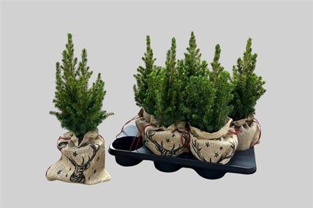 Горшечные цветы и растения оптом Picea Gl Conica Potcover от 6шт из Голландии с доставкой по России