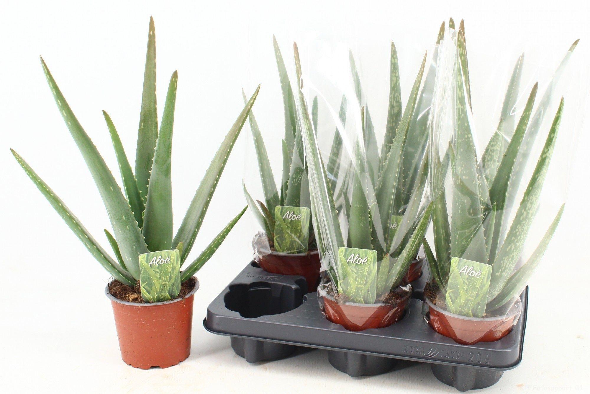 Горшечные цветы и растения оптом Aloe Vera от 6шт' из Голландии с доставкой по России