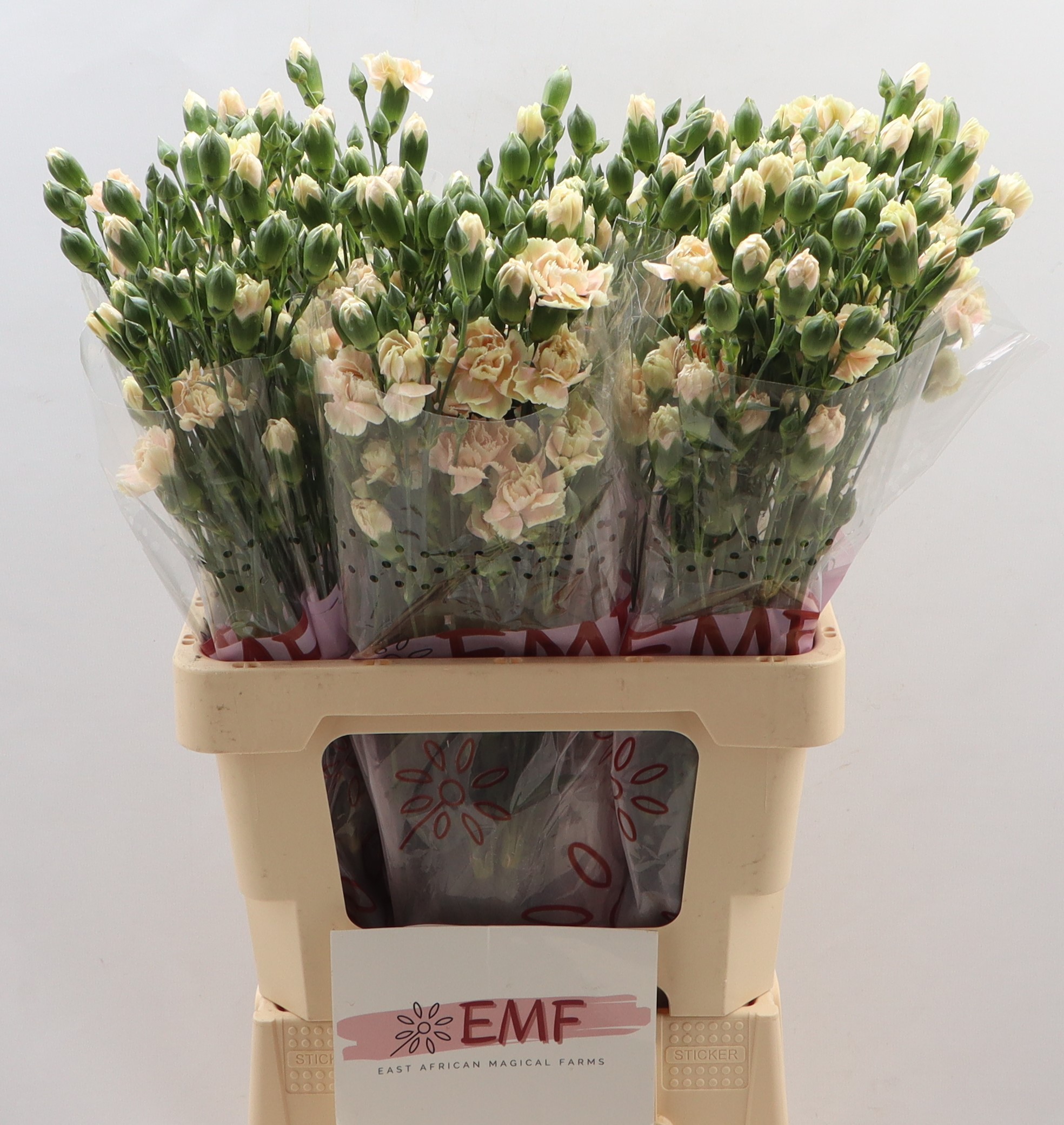 Срезанные цветы оптом Dianthus sp lucia+ от 60шт из Голландии с доставкой по России Срезанные цветы оптом Dianthus sp lucia+ от 60шт из Голландии с доставкой по России