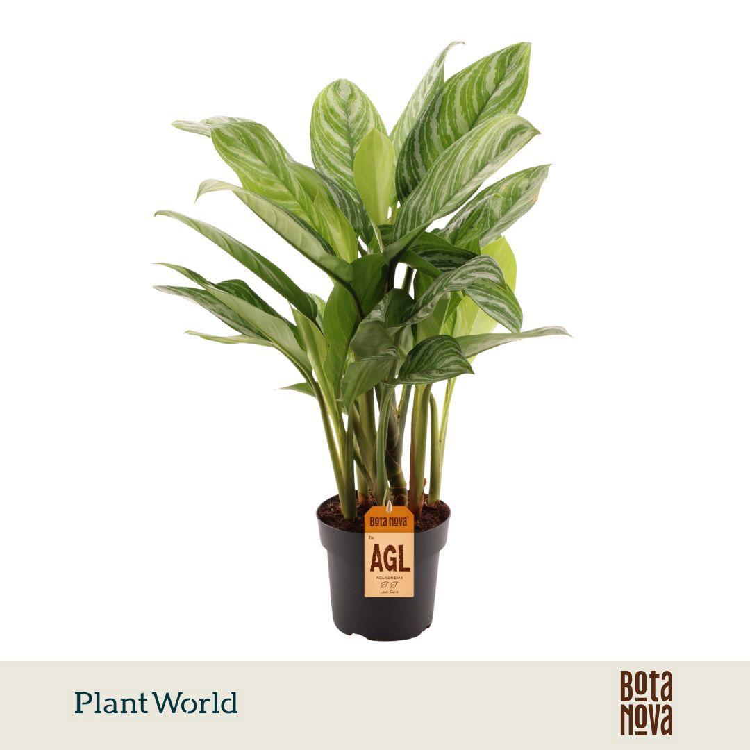 Горшечные цветы и растения оптом Aglaonema Stripes от 3шт из Голландии с доставкой по России