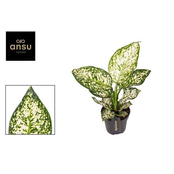 Горшечные цветы и растения оптом Aglaonema Ivory Jade от 6шт из Голландии с доставкой по России