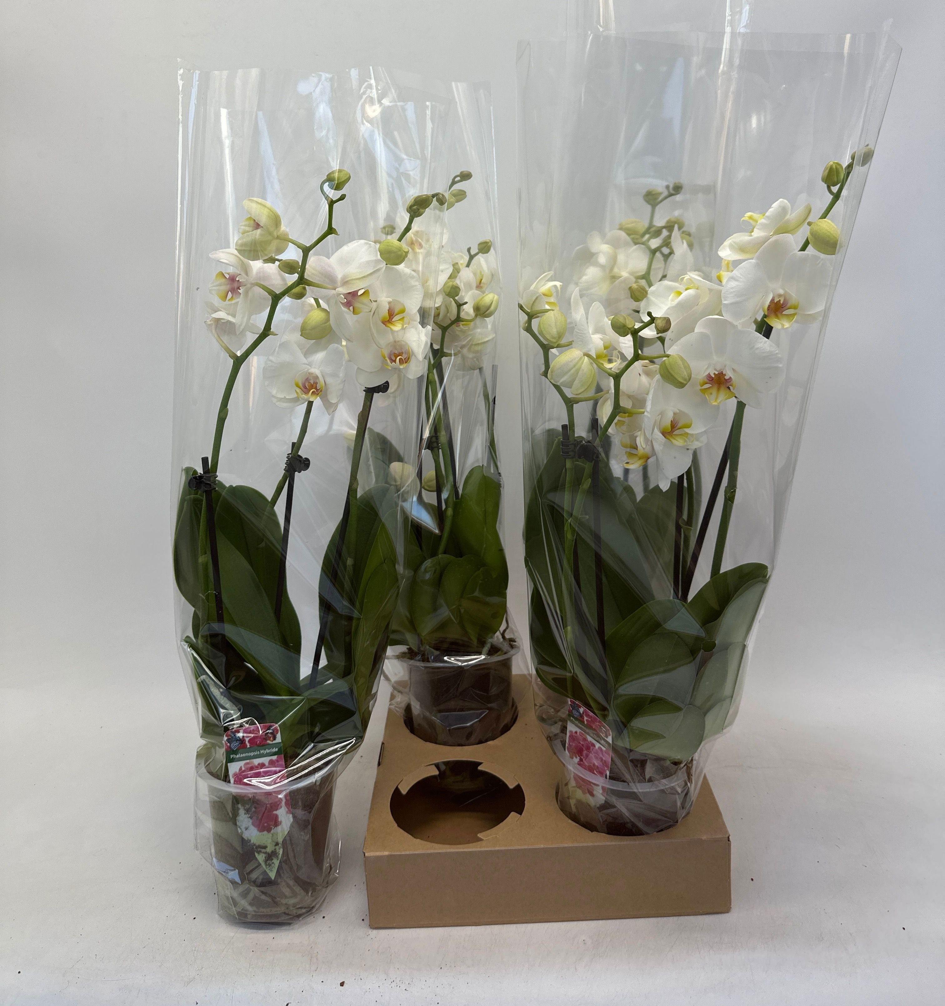 Горшечные цветы и растения оптом Phal Ov Wit от 4шт из Голландии с доставкой по России