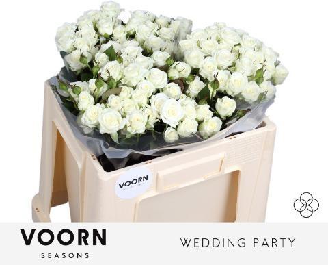 Срезанные цветы оптом Rosa spray wedding party от 50шт из Голландии с доставкой по России