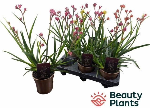 Горшечные цветы и растения оптом Anigo Gem от 6шт из Голландии с доставкой по России