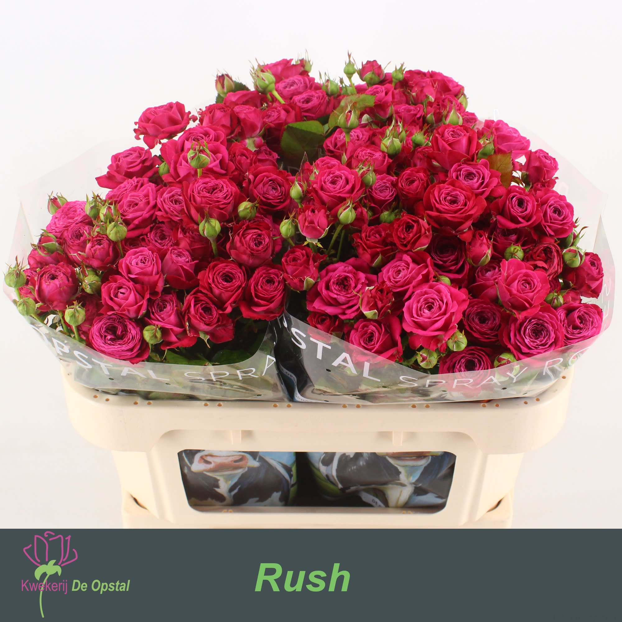 Срезанные цветы оптом Rosa spray rush от 30шт из Голландии с доставкой по России