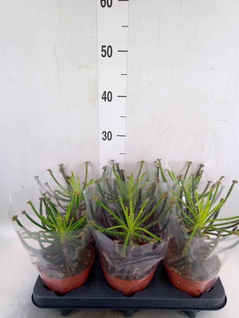 Горшечные цветы и растения оптом Kalanchoe Nf Tubiflora от 6шт из Голландии с доставкой по России