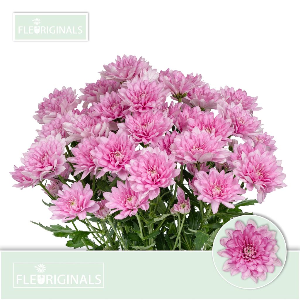 Срезанные цветы оптом Chrys sp baltica pink от 80шт из Голландии с доставкой по России