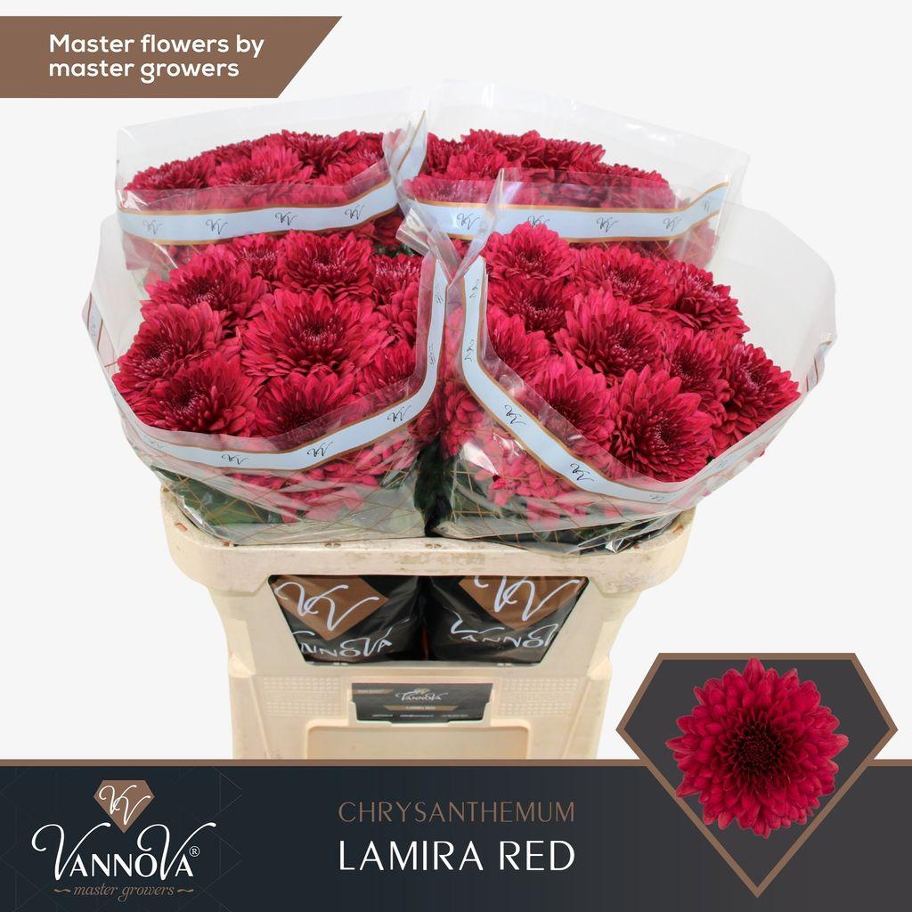 Срезанные цветы оптом Chrys bl lamira red от 40шт из Голландии с доставкой по России