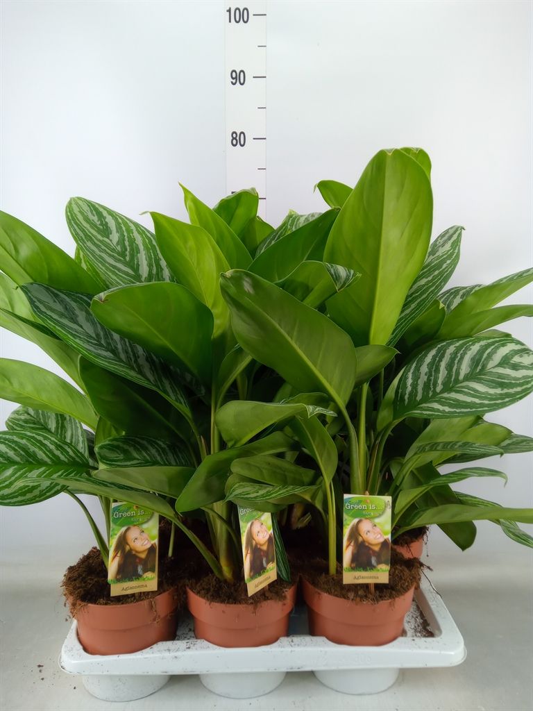 Горшечные цветы и растения оптом Aglaonema   ... от 6шт из Голландии с доставкой по России