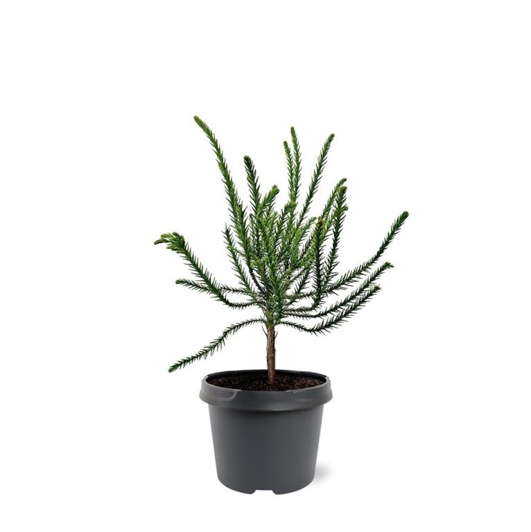 Горшечные цветы и растения оптом Cryptomeria Jap Dacrydioides от 1шт из Голландии с доставкой по России