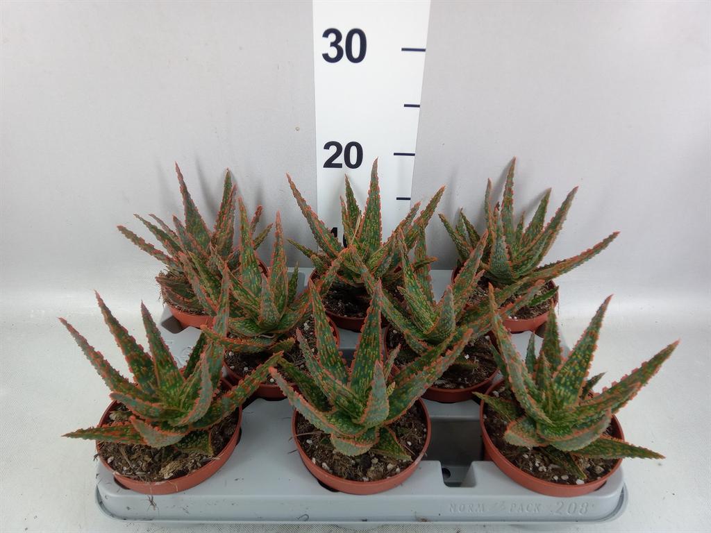 Горшечные цветы и растения оптом Aloe Overig от 8шт из Голландии с доставкой по России