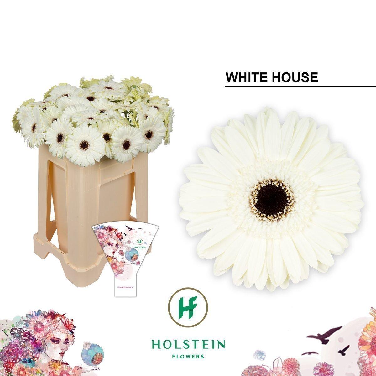 Срезанные цветы оптом Gerbera white house от 40шт. из Голландии с доставкой по России