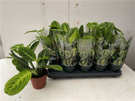 Горшечные цветы и растения оптом Maranta Lemon от 10шт из Голландии с доставкой по России