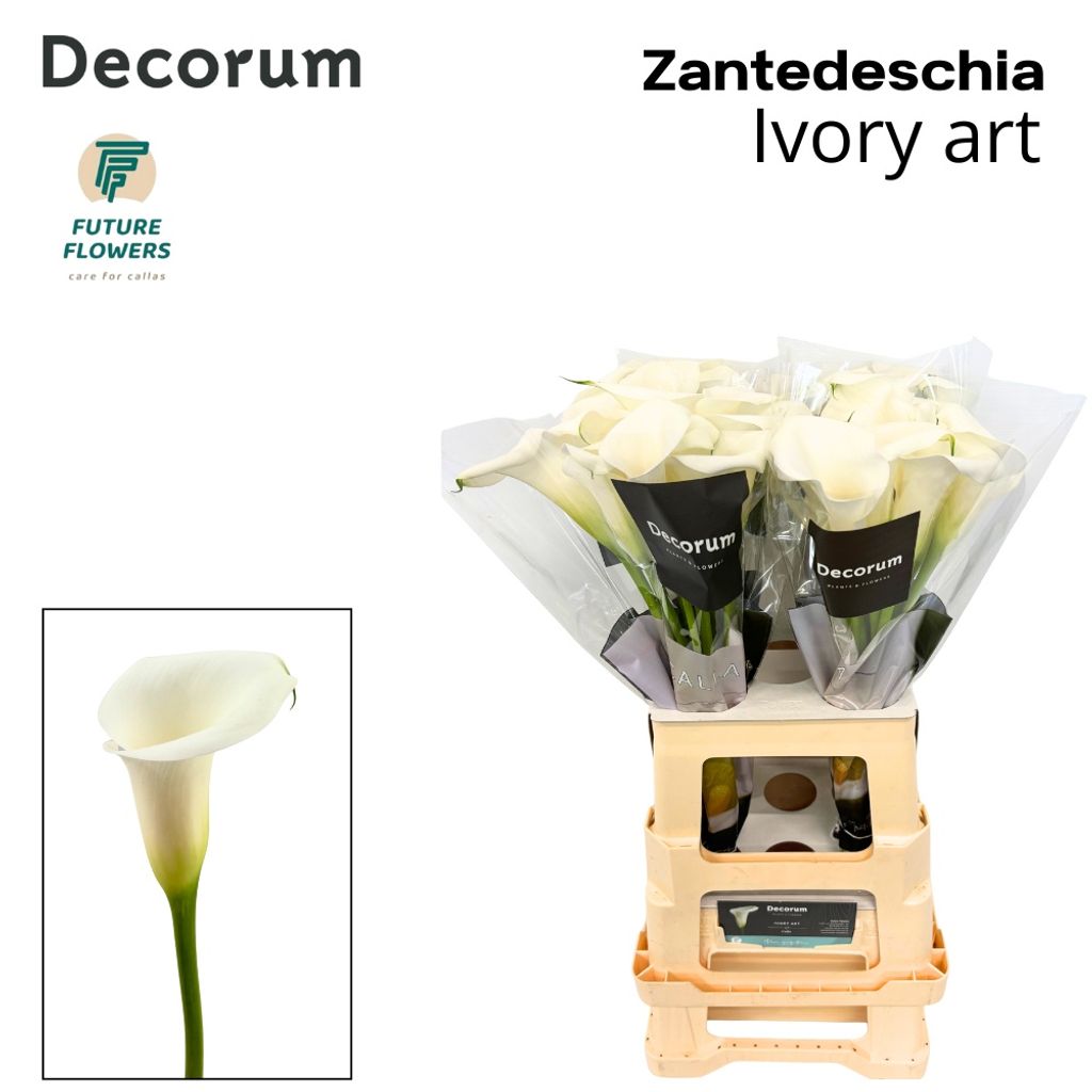 Срезанные цветы оптом Zantedeschia ivory art от 40шт из Голландии с доставкой по России