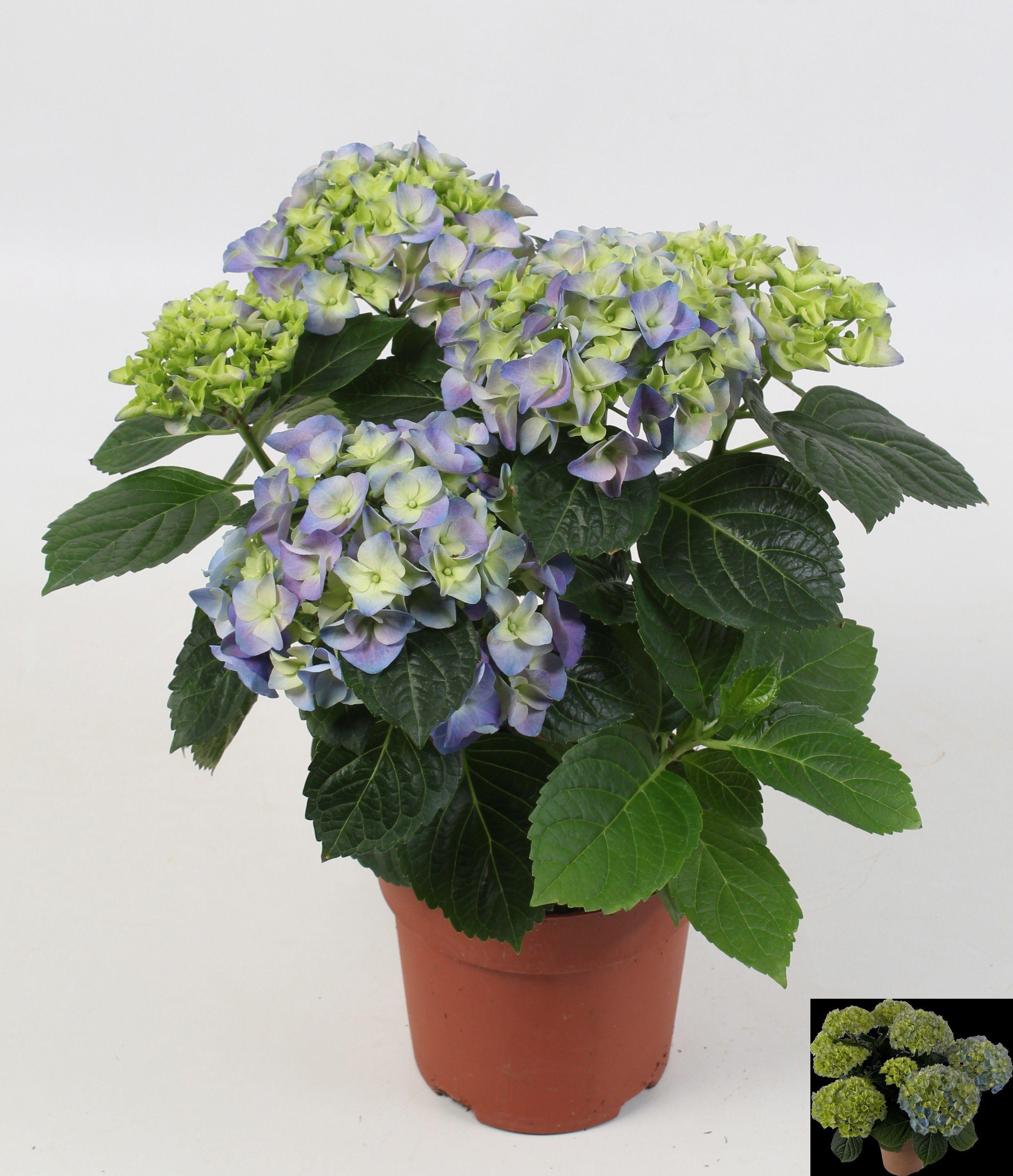 Горшечные цветы и растения оптом Hydr M Hi River от 6шт из Голландии с доставкой по России