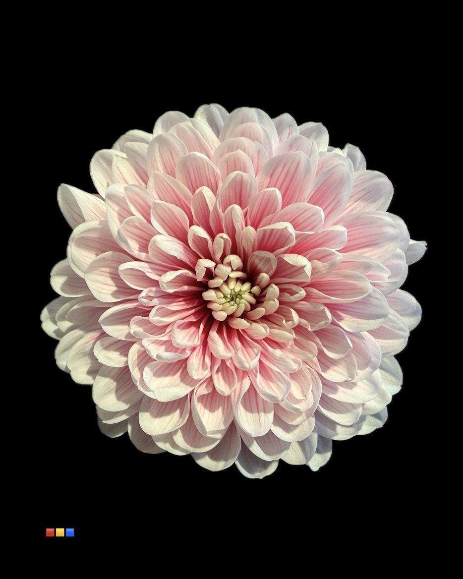 Срезанные цветы оптом Chrys sp paint altaj red striped от 40шт из Голландии с доставкой по России