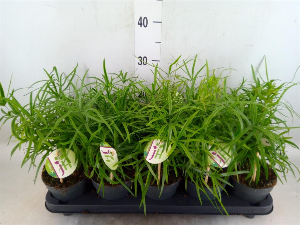 Горшечные цветы и растения оптом Asparagus Falcatus от 10шт из Голландии с доставкой по России