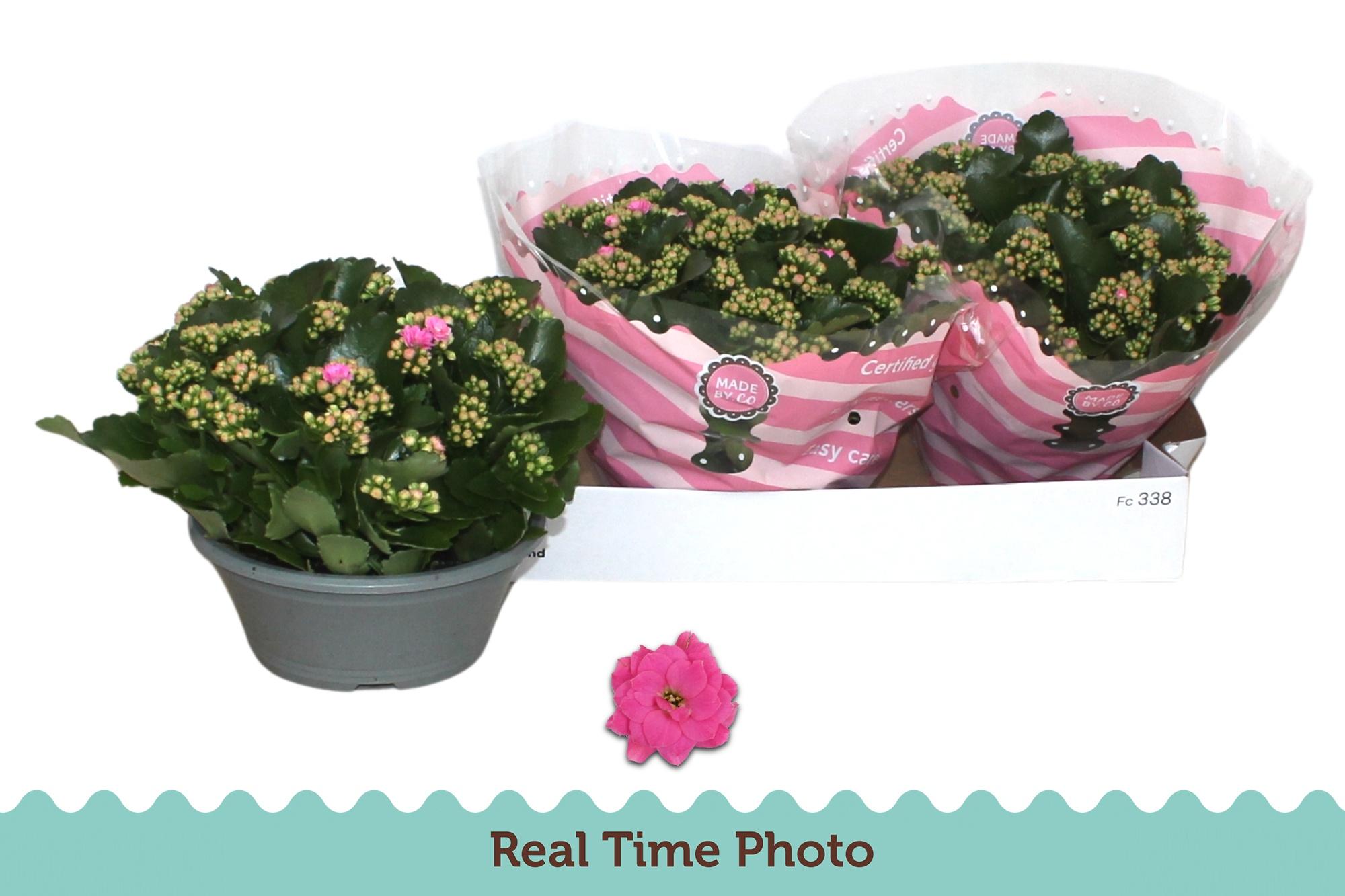 Горшечные цветы и растения оптом Kal Ros Pink In Bowl Sv.colour от 3шт из Голландии с доставкой по России