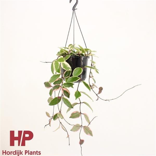 Горшечные цветы и растения оптом Hoya Carnosa Flamingo Dream от 7шт из Голландии с доставкой по России