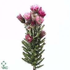 Срезанные цветы оптом Cape green phaenocoma prolifera от 50шт из Голландии с доставкой по России