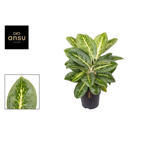 Горшечные цветы и растения оптом Aglaonema Lemon Mint от 3шт из Голландии с доставкой по России