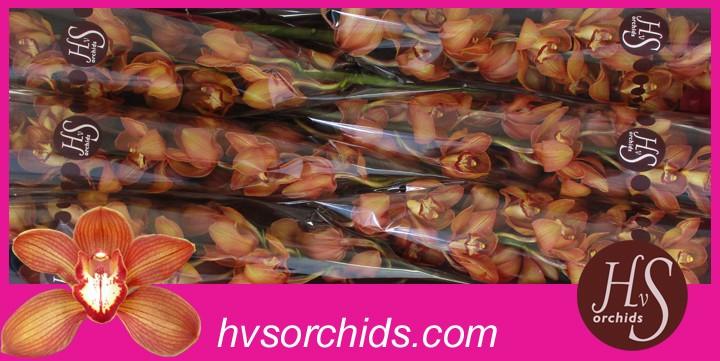 Срезанные цветы оптом Cymbidium orange holland от 12шт из Голландии с доставкой по России