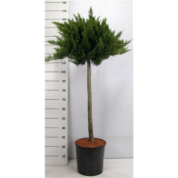 Горшечные цветы и растения оптом Juniperus Sabina Tamariscifolia On Stem от 1шт из Голландии с доставкой по России