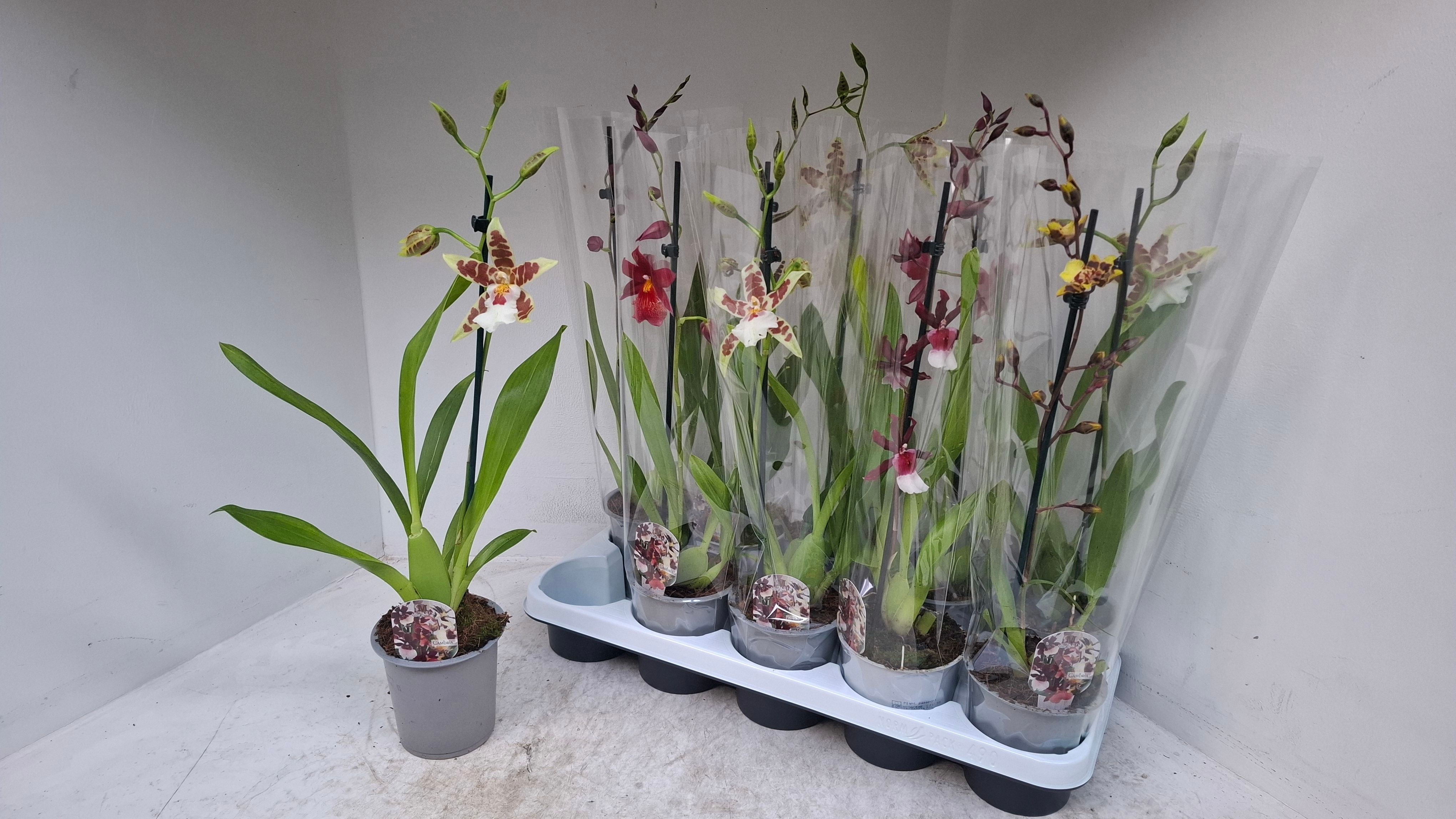 Горшечные цветы и растения оптом Cambria Grp Gem от 10шт из Голландии с доставкой по России