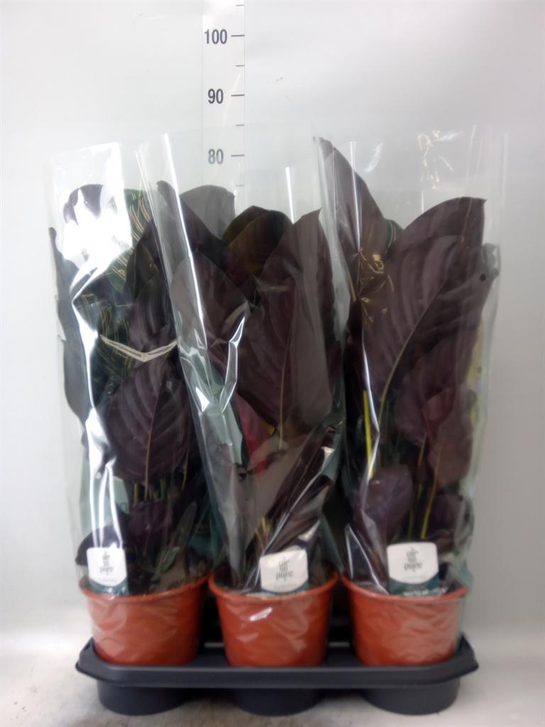 Горшечные цветы и растения оптом Calathea Sanderiana от 3шт из Голландии с доставкой по России
