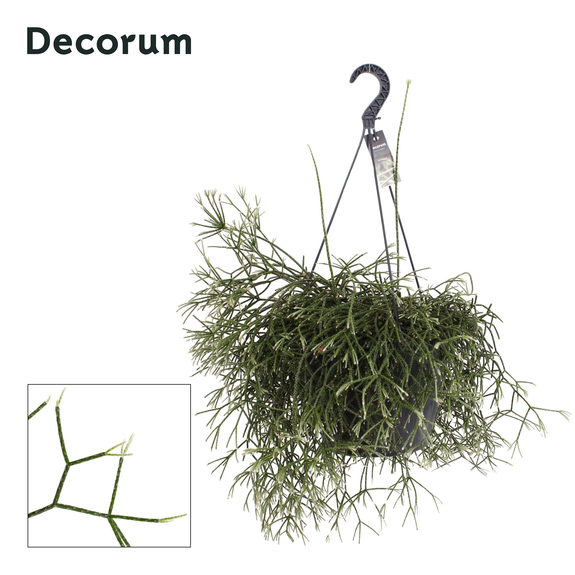 Горшечные цветы и растения оптом Rhipsalis Pilocarpa Xxl Hanging от 1шт из Голландии с доставкой по России