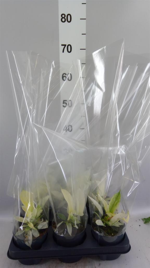 Горшечные цветы и растения оптом Philodendron florida Ghost от 6шт из Голландии с доставкой по России