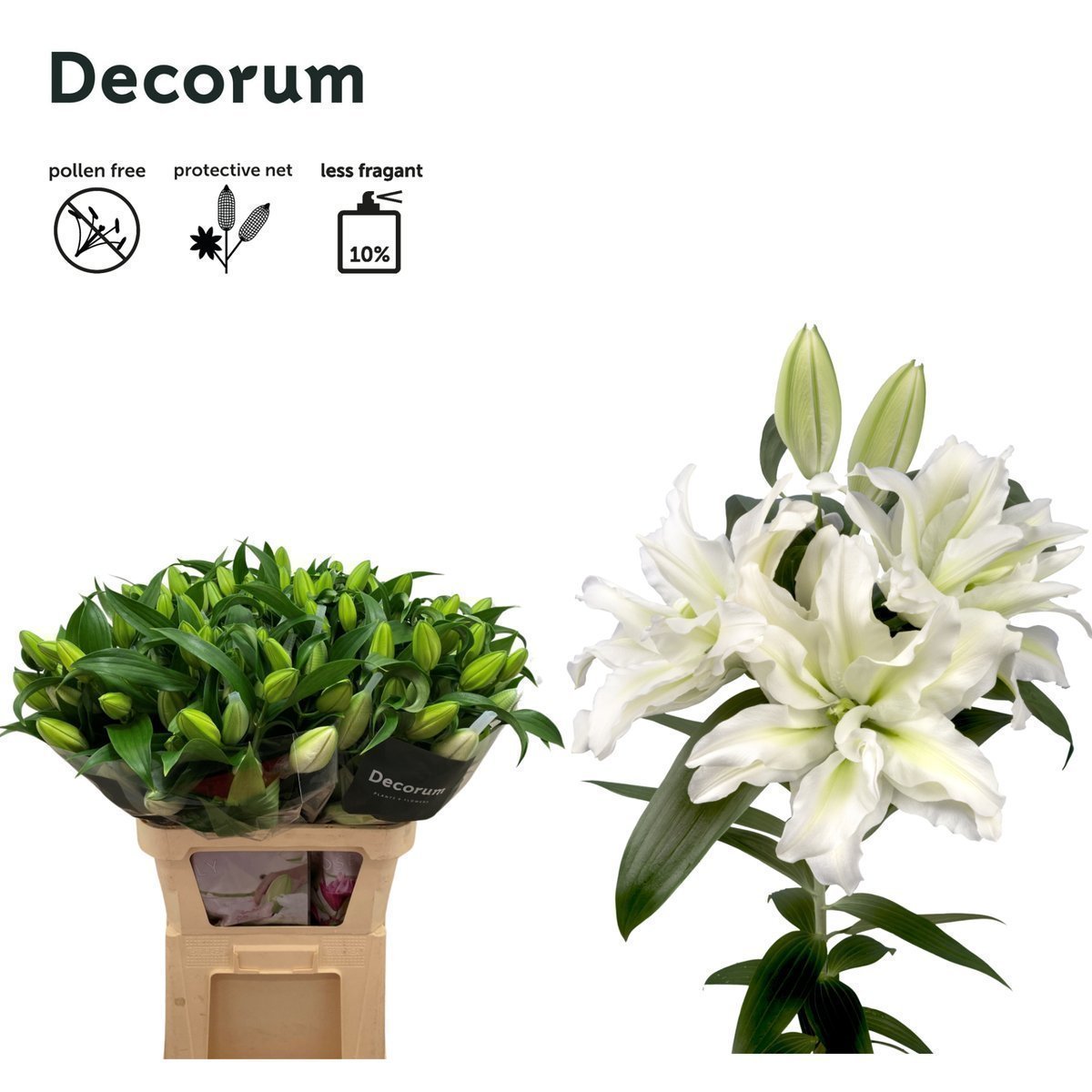 Срезанные цветы оптом Lilium or dbl roselily aisha от 30шт из Голландии с доставкой по России