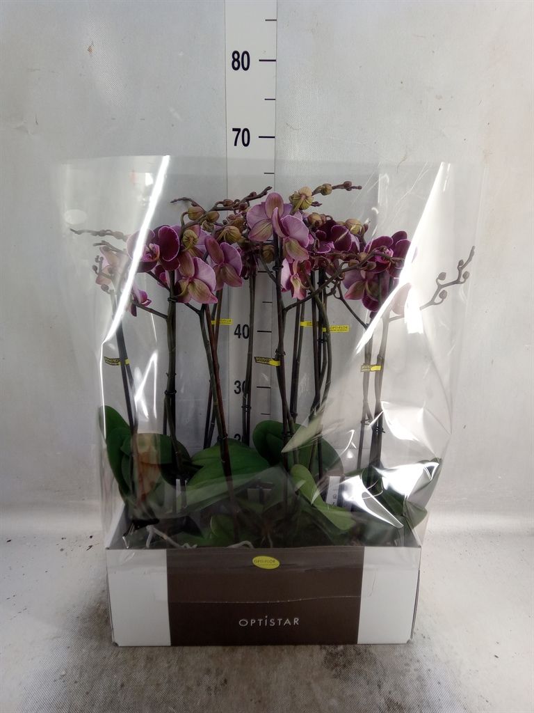 Горшечные цветы и растения оптом Phalaenopsis   ...red от 6шт из Голландии с доставкой по России